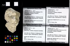 Foto (Objekt + Etikett) von Mundidae indet.  (NHMW-GEO-1990-0041-2477b)